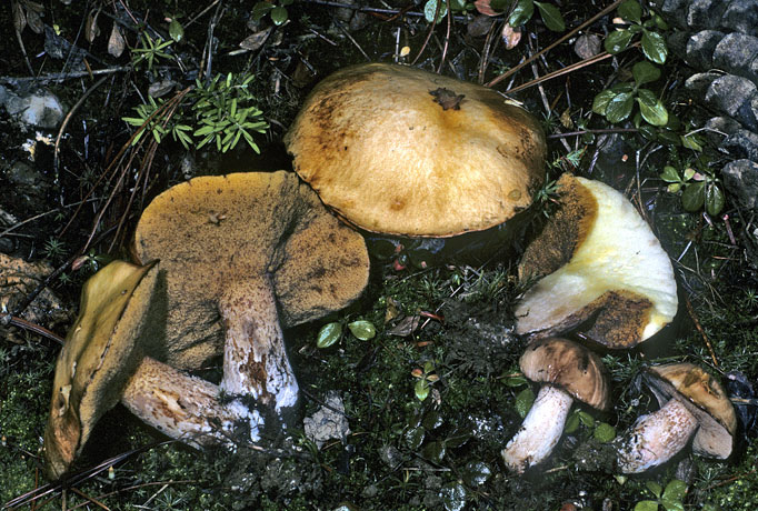 Suillus flavogranulatus
